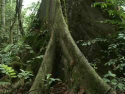 Buttress roots, Maliau Basin, Sabah, Malaysia, Borneo Stock Footage