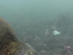 Swimming Turtle in Hawaii Stock Footage