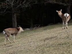 Kinkazan island Sika Deer, Cervus nippon, Japan Stock Footage