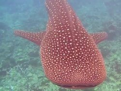 CU Whale Shark Swimming Close Stock Footage