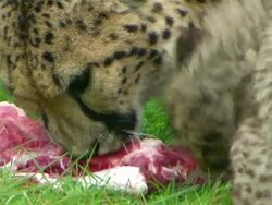 CU Adult Cheetah and Cheetah cub eating large piece of meat / Safari de Peaugres, France Stock Footage