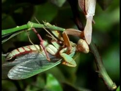 CU Female Praying Mantis (Sphodromantis lineata) eating male Stock Footage