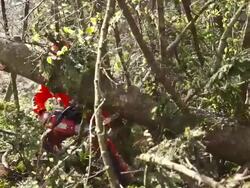 HD: Lumberjack Limbing A Tree Stock Footage
