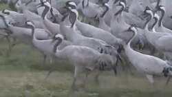 CLEAN : Israel bird enthusiasts flock to observe migrating cranes News Clip