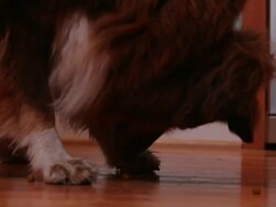  MS PAN Dog eating food off kitchen floor / Portland, United States  Stock Footage