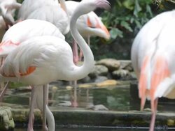 Flamingo tease friend in cloudy day Stock Footage