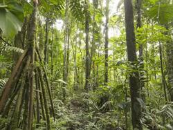 Early morning time-lapse of the interior of tropical rainforest Stock Footage