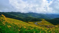 Time-lapse: Yellow Sunflower Meadows on High Mountain in Spring Season Stock Footage