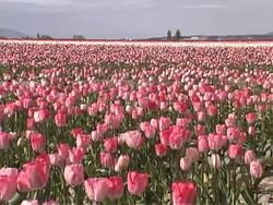 Tulip Farm #10 Stock Footage