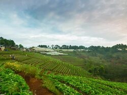 Morning at Farm Strawberries Stock Footage