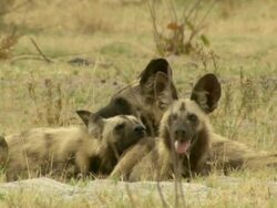MS Shot of African wild dogs huddled together and resting / Okavango Delta, North-West District, Botswana Stock Footage