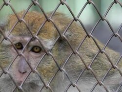 Monkey In Zoo. Stock Footage