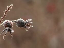 MS Shot of Huckleberris in winter at sunrise / Orcas Island, Washington, United States Stock Footage