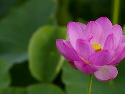 View of lotus pond Stock Footage