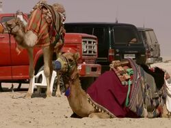 WS View of Camel lying on the ground / Doha, Qatar  Stock Footage