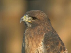 Red-tailed Hawk Stock Footage