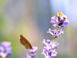 Bumblebee pollinating lavender plant Stock Footage