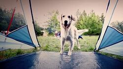 Friends camping and having fun in forest Stock Footage