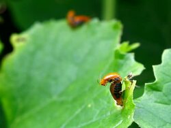 orange beetle mating Stock Footage