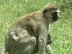 Medium - A monkey carries her infant as it clings to her belly / Kenya Stock Footage