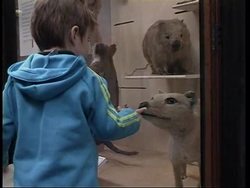 UK: NATURAL HISTORY MUSEUM SAID TO HOLD REMAINS OF 360 ABORIGINES News Clip