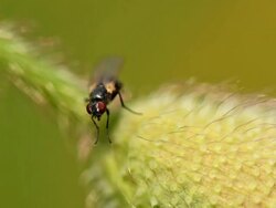 Small Fly Stock Footage