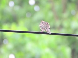 The bird on a power line Stock Footage