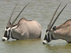 MS PAN Gemsbok drinking water / Limpopo, South Africa Stock Footage