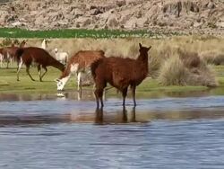 Llamas and alpaca grazing along a watercourse, Bolivia, Salar de Uyuni Stock Footage