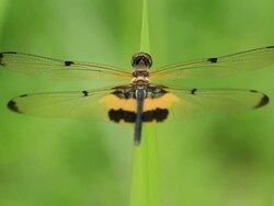 Dragonfly rests on leafs 2 Stock Footage