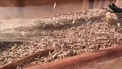 CLEAN : Power stacked against SE Asia's poor as China dams Mekong News Clip