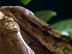 Boa, CU Boaoves over log, flicks tongue.  Panama. Stock Footage