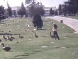 Chasing Ducks 1960's Stock Footage