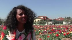 Dutch couple bring tulips to Italy Instructional Video