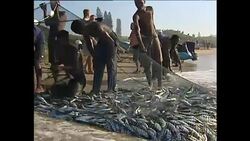 Sardine Fishermen on Beach in South Africa News Clip