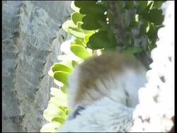 Verreaux's Sifaka, Propithecus verreauxi verreauxi, Andohahela National Park Stock Footage