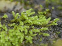 dolly : water droplet on tiny fern Stock Footage