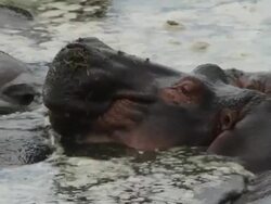 hippopotamus (Hippopotamus amphibius)- adult sleeping in the water Stock Footage