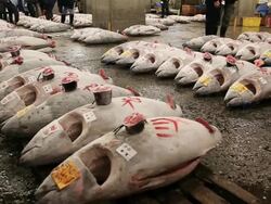MS Tuna auction at  fish market / Tsukiji, Tokyo, Japan Stock Footage