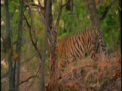 Royal Bengal tiger (Panthera tigris tigris) adolescent walking through forest, Bandhavgarh National Park, Madhya Pradesh, India Stock Footage