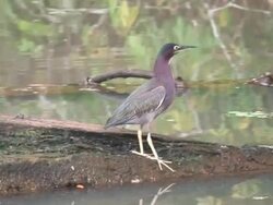 Green Heron Stock Footage