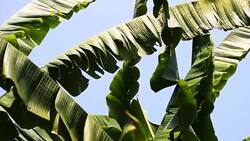 Moving of banana leafs Stock Footage