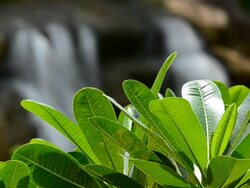 Waterfall:HD Stock Footage