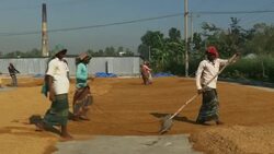 Labourers in Bangladesh spread out brown rice with rakes to dry in the sun Stock Footage
