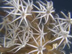 Coral, Southern Visayas, Philippines Stock Footage