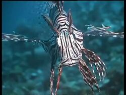 CU Common lionfish swims to camera, zoom out as it turns away from camera, Malaysia Stock Footage