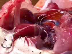 Frog's heart Stock Footage