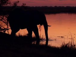 Linyanti Wildlife Reserve News Clip