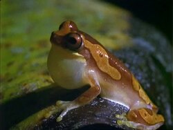 Tree Frog, CU brown/yellow frog with enlarged vocal sac.  Possibly Hyla ebracatta.  Panama. Stock Footage