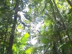 Jungle flora, Fraser Island Stock Footage